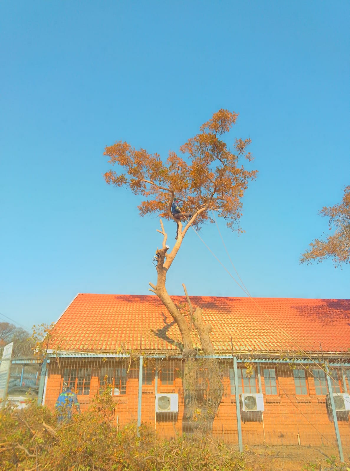 Gnarled tree with golden autumn foliage in front of orange brick building