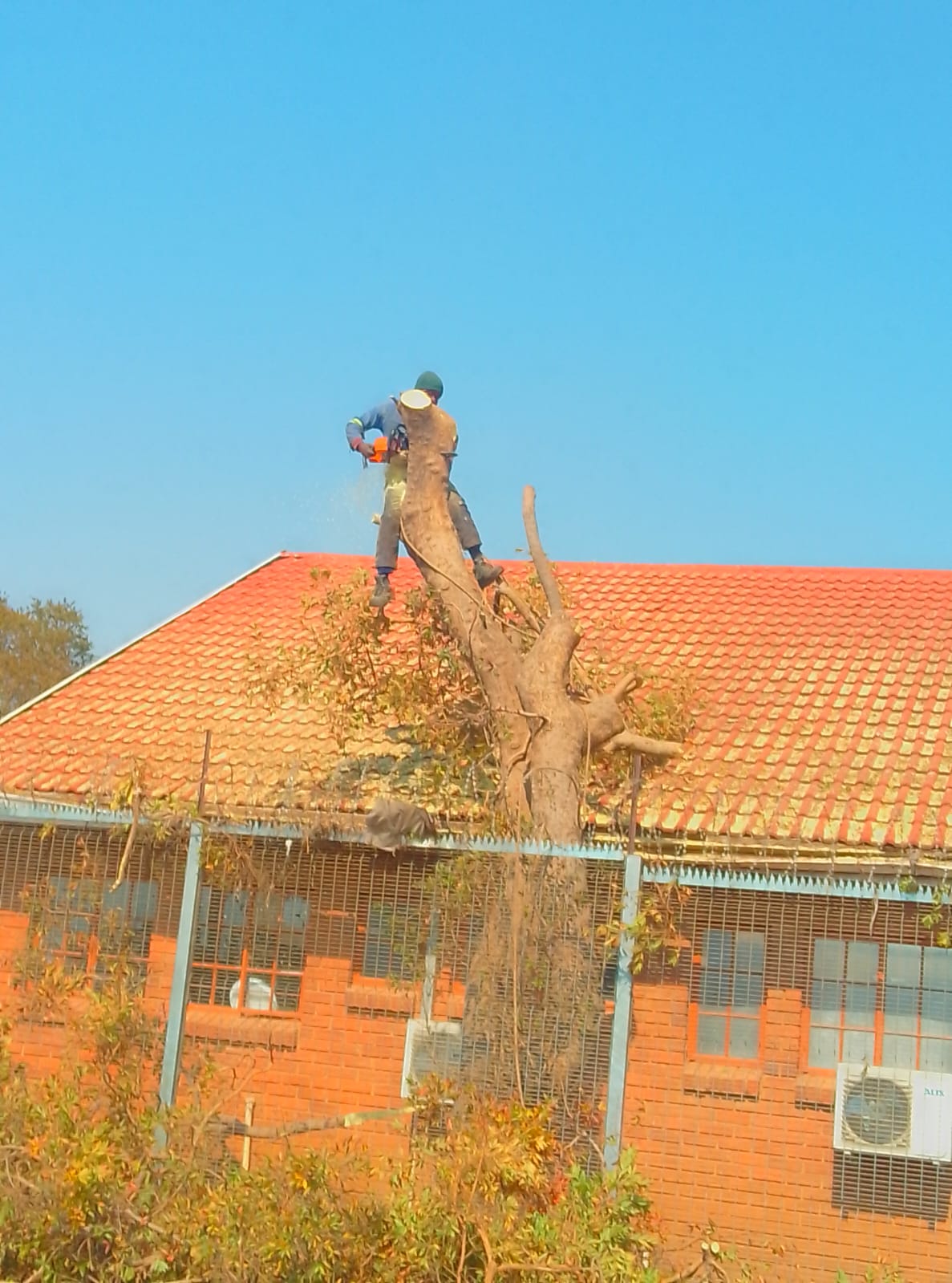 Tree trimmer in safety gear standing on tall branch cutting limbs in front of orange brick house