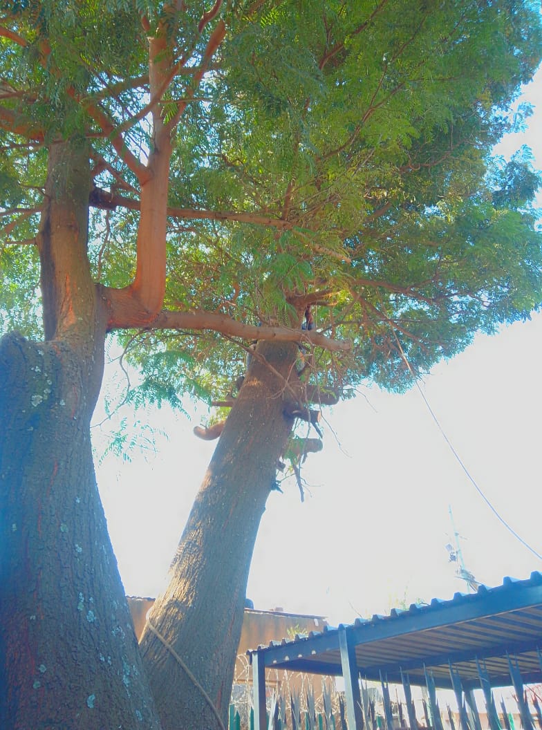 Large tree with reddish-brown trunk beside metal-roofed structure, viewed from below
