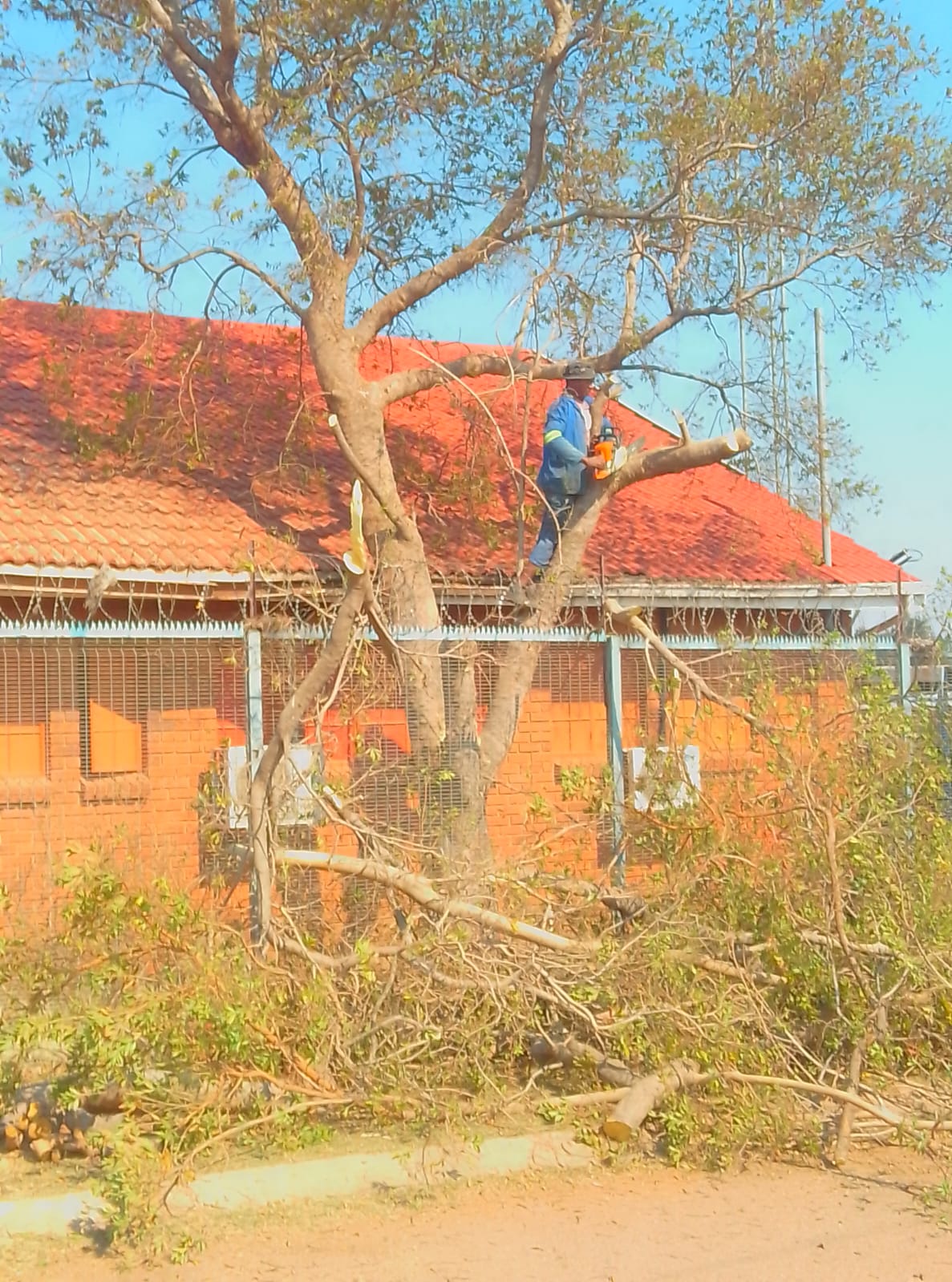 Worker climbing large bare tree to trim branches