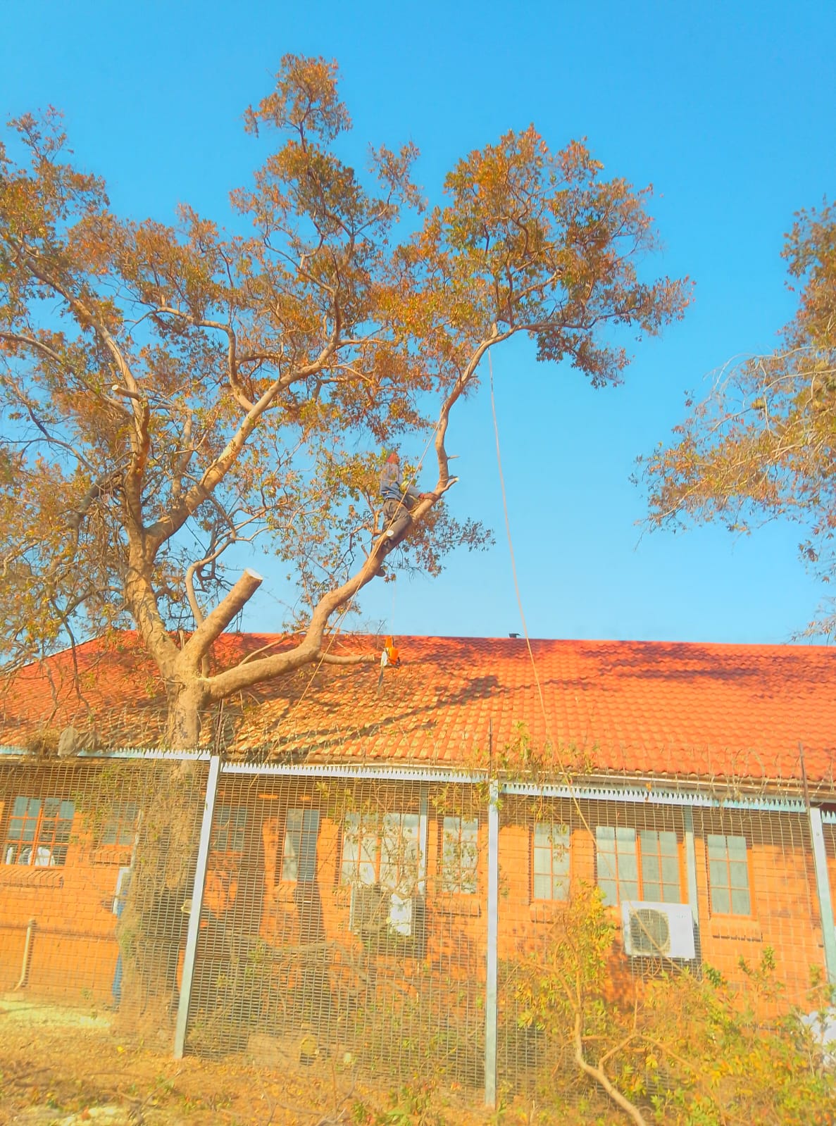 Large autumn tree with golden foliage in front of orange brick building