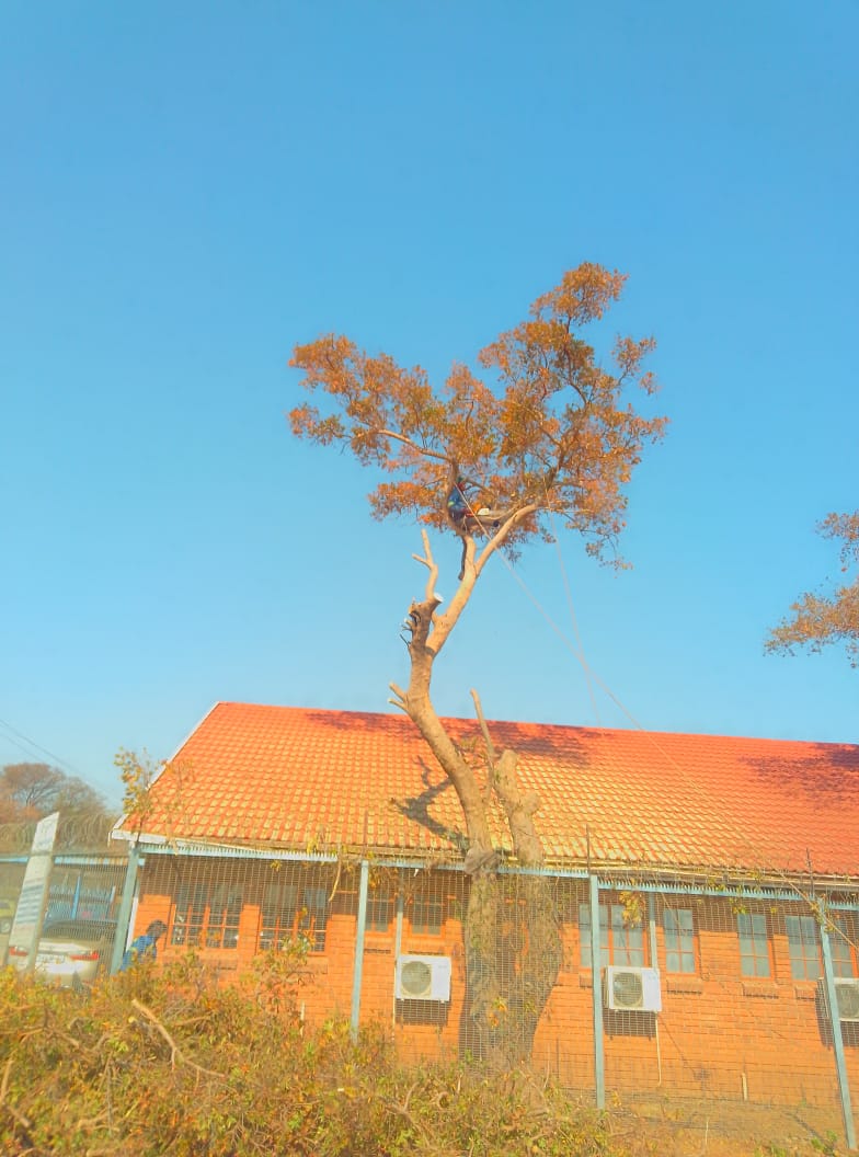 Tall slender tree with golden-orange foliage in front of orange brick building