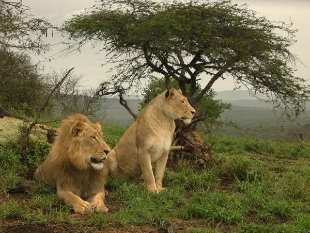 Lions under acacia tree - wildlife affiliate