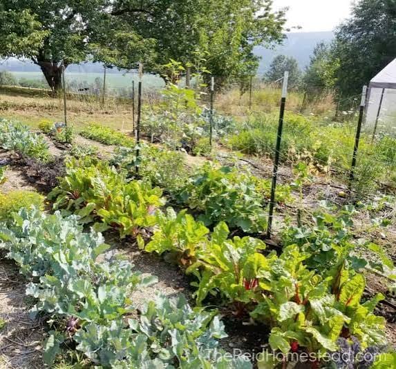 Vegetable garden with mountain background