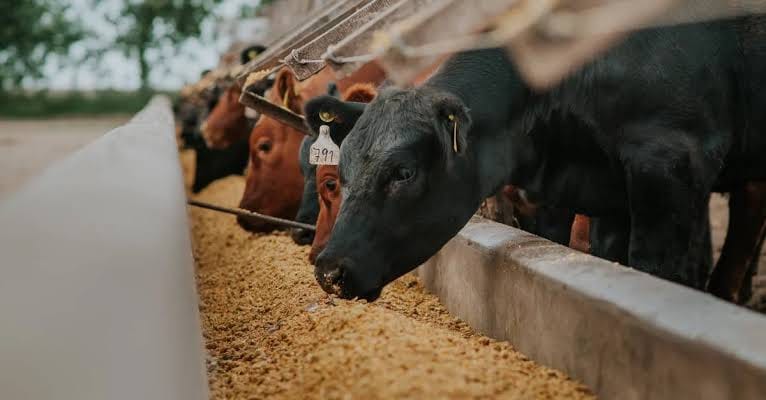 Cattle feeding at trough on farm