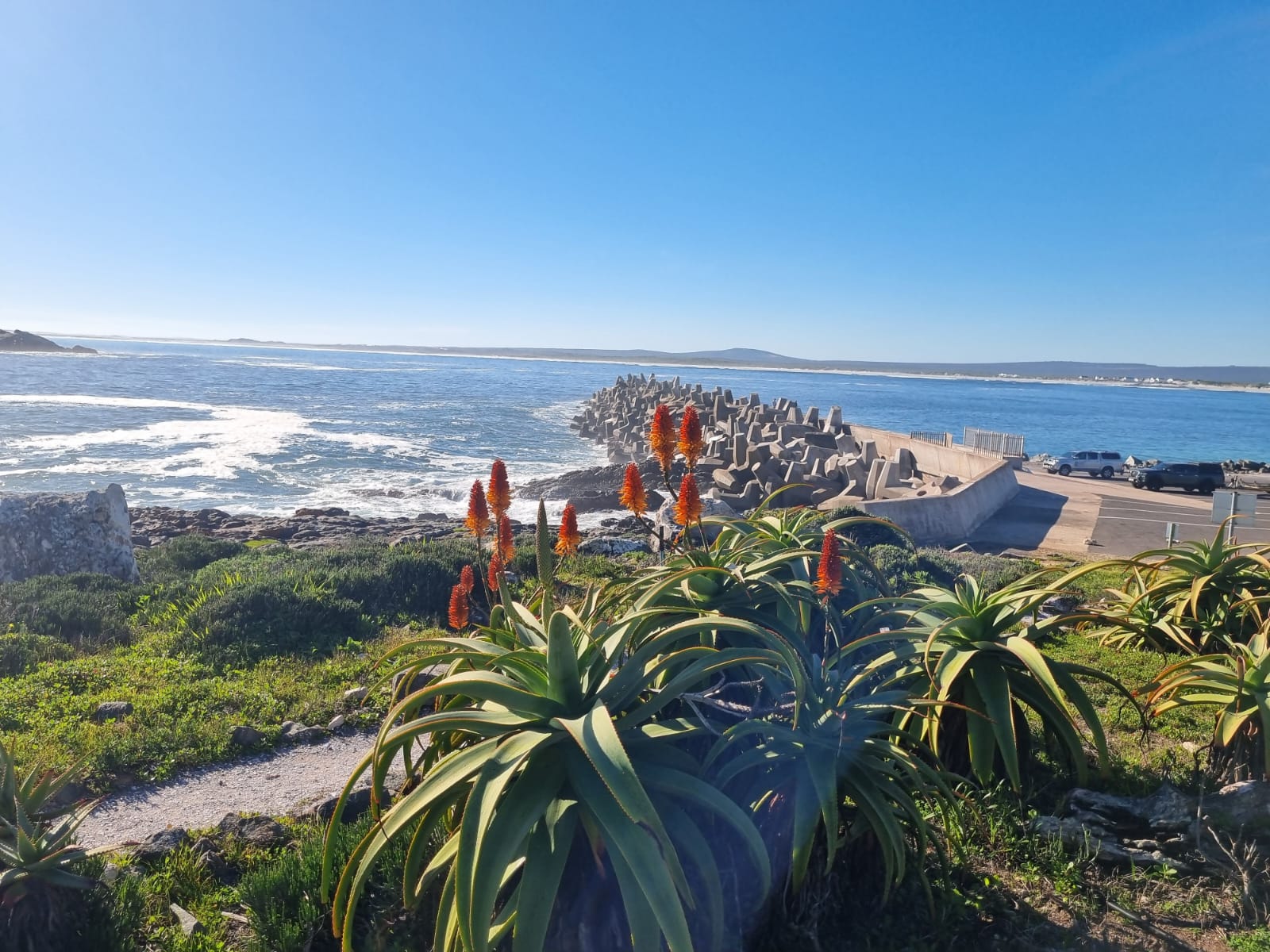 Scenic coastal landscape with red-flowered plants overlooking Yzerfontein beach