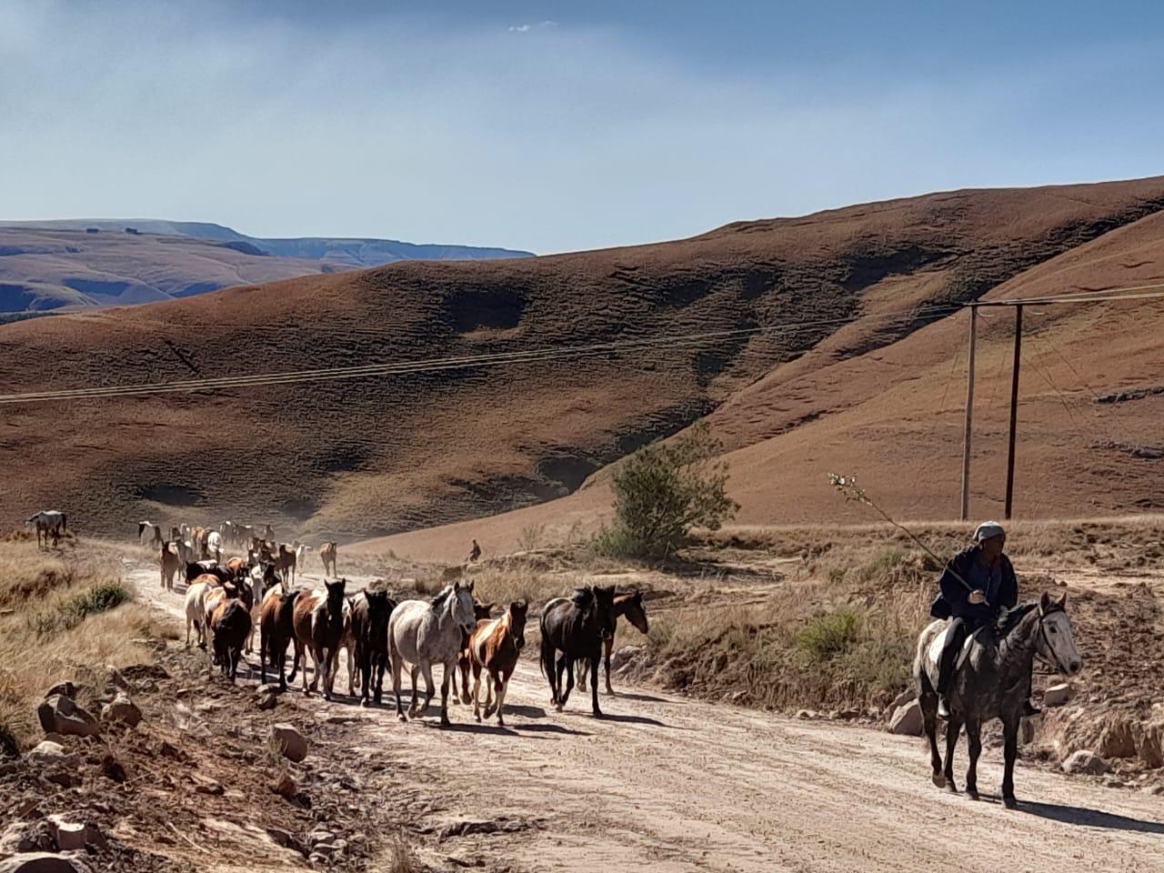 Herder guiding horses along a mountain road