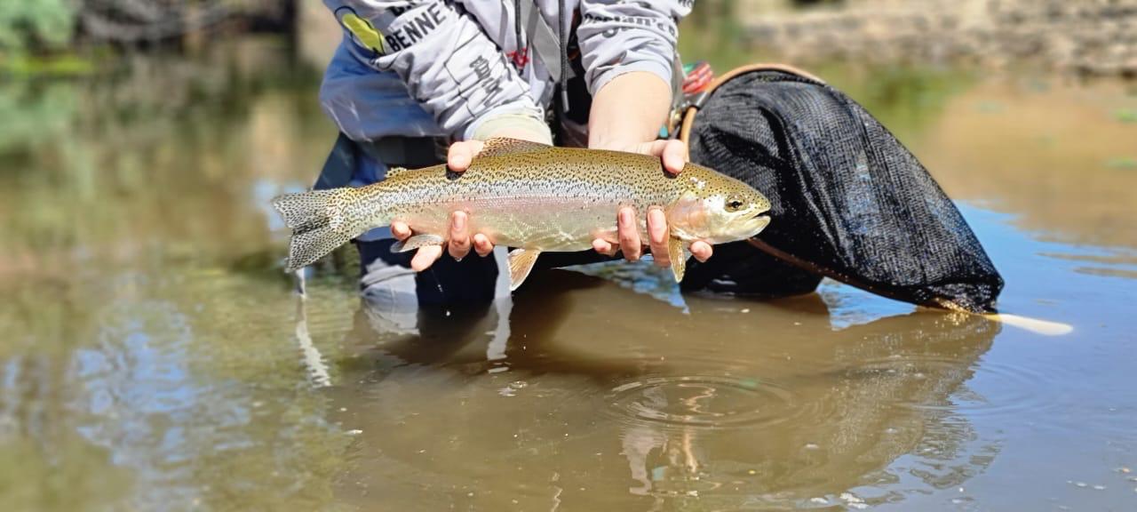 Fisherman holding a freshly caught brown trout in a shallow stream