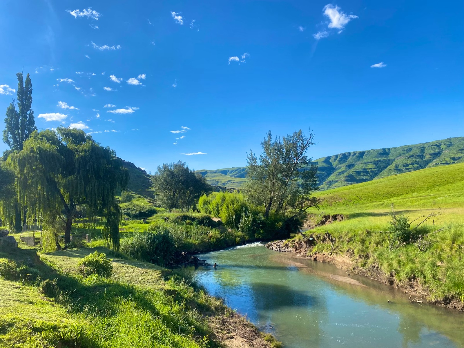 Stream bordered by green fields and willow trees
