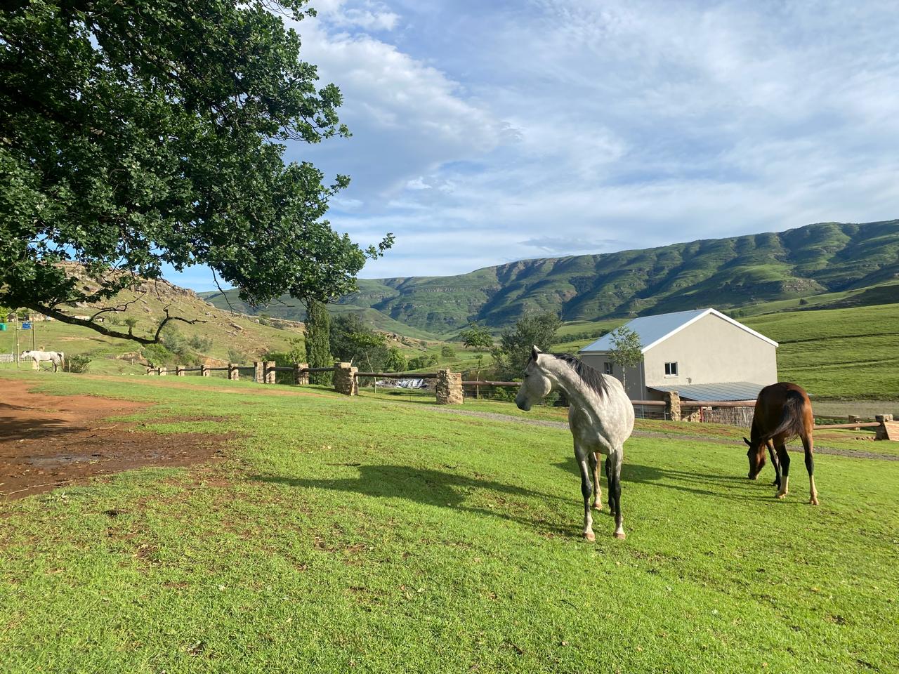 Horses grazing peacefully near a white barn with mountains in the background