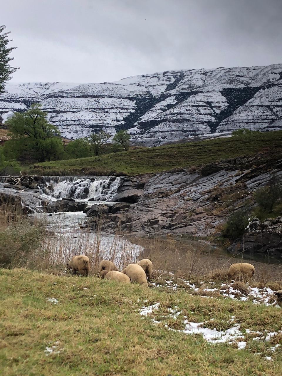 Sheep grazing near a waterfall with snowy mountains